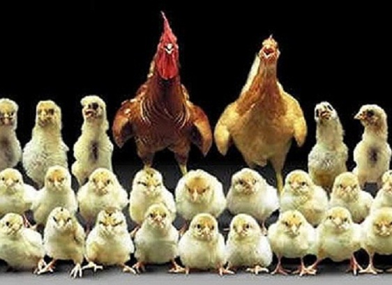 مرغ شش هزار تومانی نتیجه «تحریم» نیست، نتیجه «سوءمدیریت» است